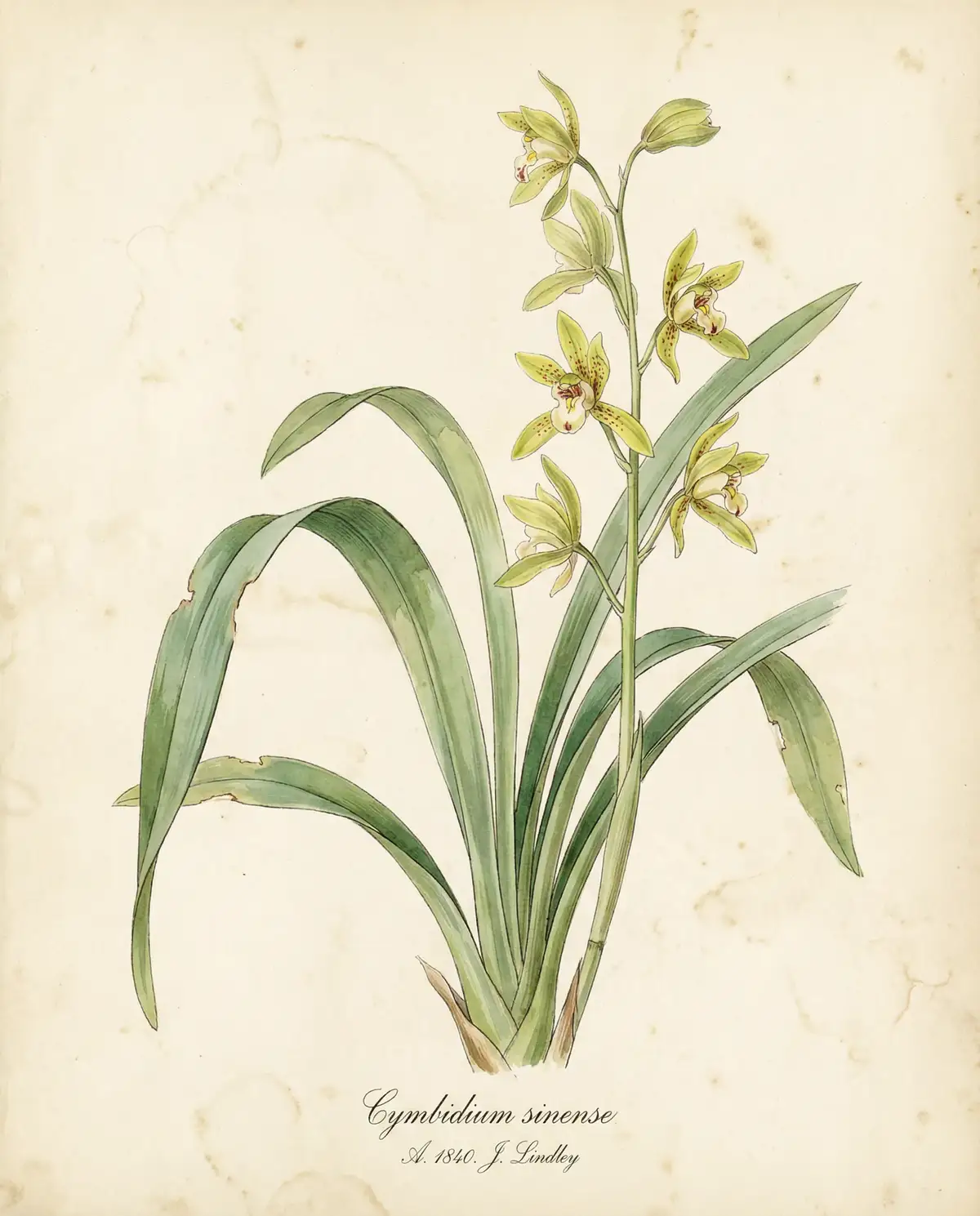 兰花水彩图鉴 - 探花