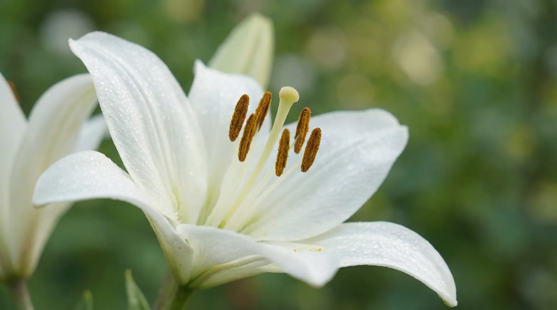 百合花盛开延时摄影 - 探花
